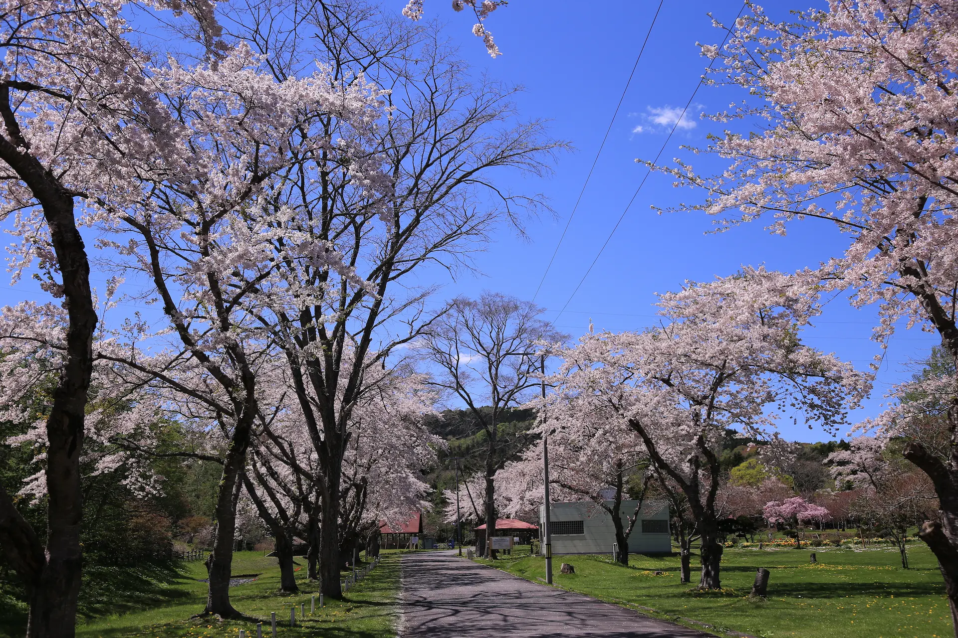 公園内には約700本の桜あり数種類の桜が楽しめます